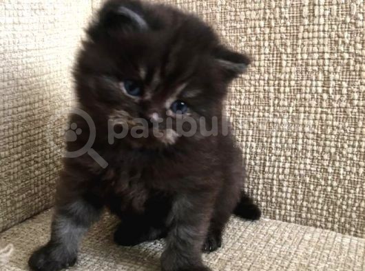 British Longhair görsel
