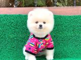 Orjinal Pomeranian Erkek