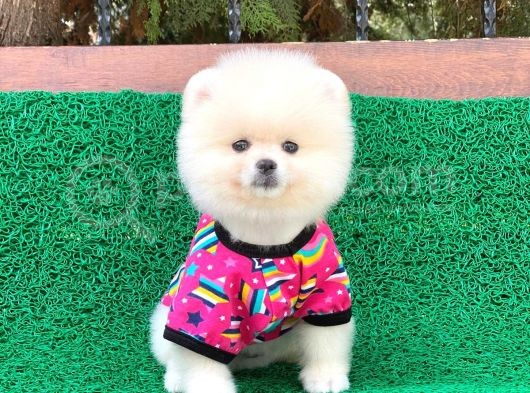 Orjinal Pomeranian Erkek görsel
