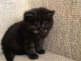 British Longhair