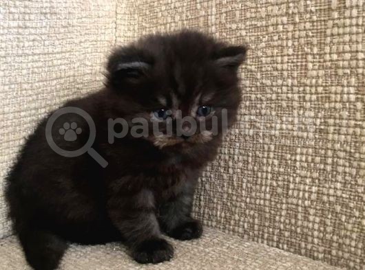 British Longhair görsel