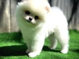 Ayı Surat Pomeranian Boo Yavrularımız