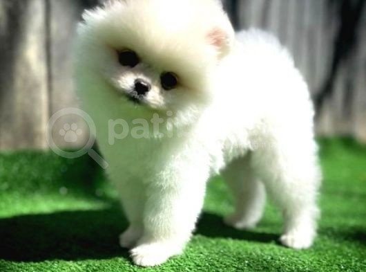 Ayı Surat Pomeranian Boo Yavrularımız görsel