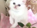 Değerini Bilene Safkan İran Kedisi