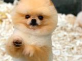 Yetiskin Oğlum Archie Pomeranian