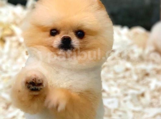Yetiskin Oğlum Archie Pomeranian görsel