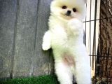 Ayı Surat Pomeranian Boo Yavrularımız
