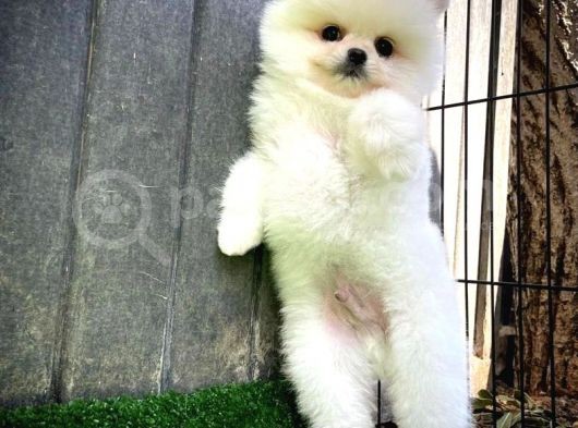Ayı Surat Pomeranian Boo Yavrularımız