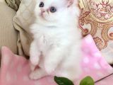 Değerini Bilene Safkan İran Kedisi