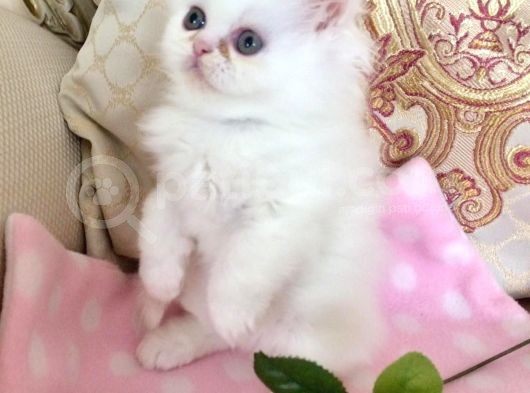 Değerini Bilene Safkan İran Kedisi görsel