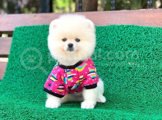 Orjinal Pomeranian Erkek