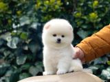 Yakişikli Pomerai̇nan Boo