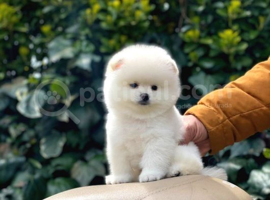 Yakişikli Pomerai̇nan Boo görsel