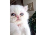 Değerini Bilene Safkan İran Kedisi