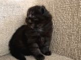 British Longhair