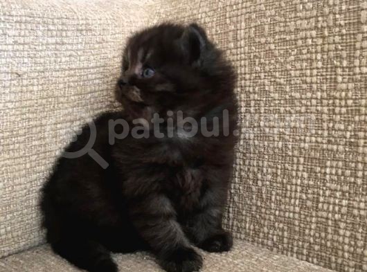 British Longhair görsel