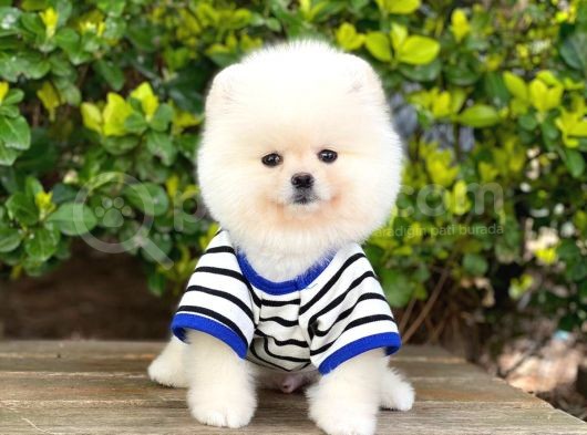 Orjinal Pomeranian Erkek