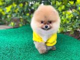 Orjinal Pomeranian Erkek
