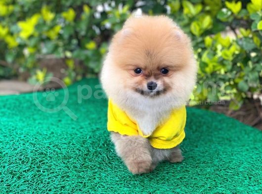 Orjinal Pomeranian Erkek görsel