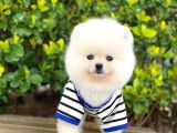 Orjinal Pomeranian Erkek