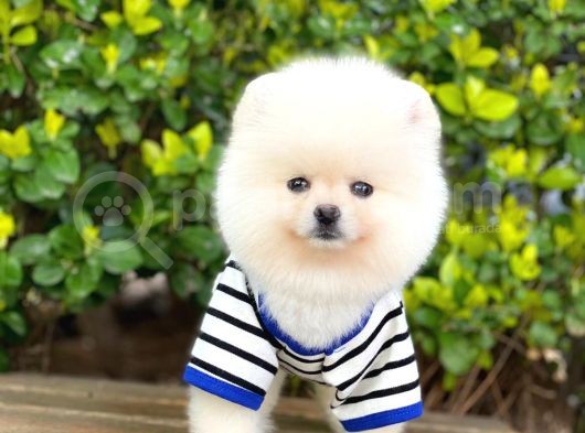 Orjinal Pomeranian Erkek görsel