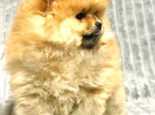 Aslan Babanın Aslan Oğlu Muhtesem Teddy Bear Bebek görsel