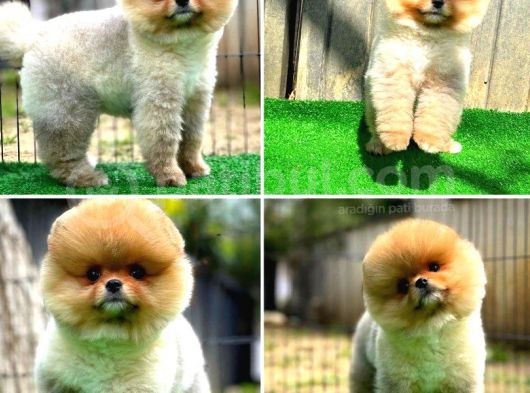 Ayı Surat Pomeranian Boo Yavrularımız