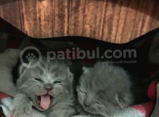 Güzel Kızımızın Yavruları Rezerve Açık görsel