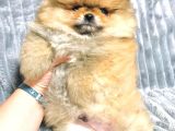 Aslan Babanın Aslan Oğlu Muhtesem Teddy Bear Bebek