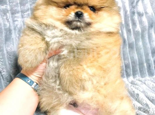 Aslan Babanın Aslan Oğlu Muhtesem Teddy Bear Bebek görsel