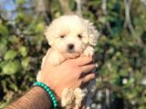 2 Aylik Erkek Malti̇poo