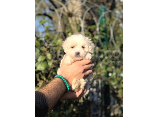 2 Aylik Erkek Malti̇poo