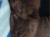 55 Günlük British Shorthair Dişi