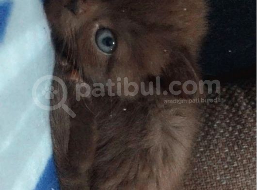 55 Günlük British Shorthair Dişi görsel
