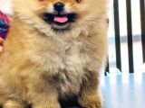 Aslan Babanın Aslan Oğlu Muhtesem Teddy Bear Bebek