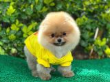 Orjinal Pomeranian Erkek