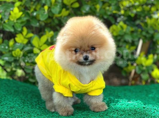 Orjinal Pomeranian Erkek görsel