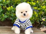 Orjinal Pomeranian Erkek