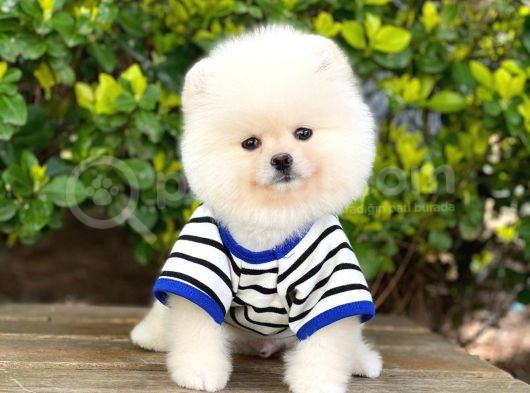 Orjinal Pomeranian Erkek görsel