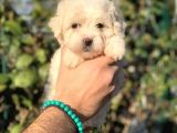 2 Aylik Erkek Malti̇poo