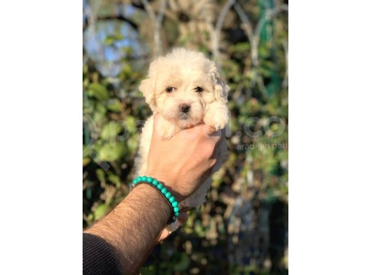 2 Aylik Erkek Malti̇poo görsel
