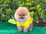 Orjinal Pomeranian Erkek