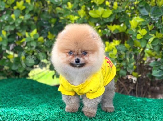 Orjinal Pomeranian Erkek