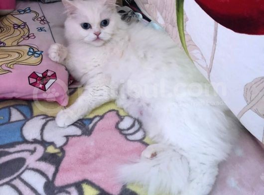 Değerini Bilene Safkan İran Kedisi görsel