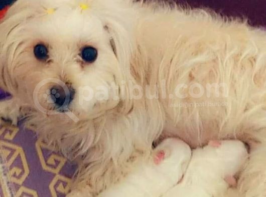 2 Aylık Orijinal Erkek Maltese görsel