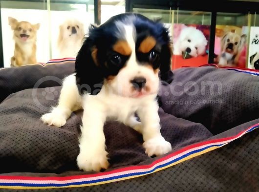 A Kalite Cavalier King Charles Bebeğimiz