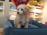 4 Aylık Dişi Apricot Poodle
