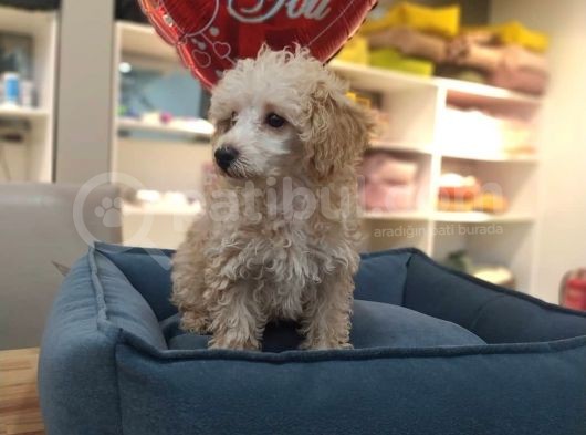 4 Aylık Dişi Apricot Poodle görsel
