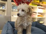 4 Aylık Dişi Apricot Poodle