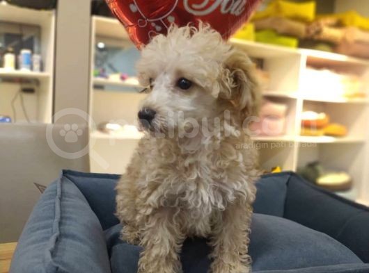 4 Aylık Dişi Apricot Poodle